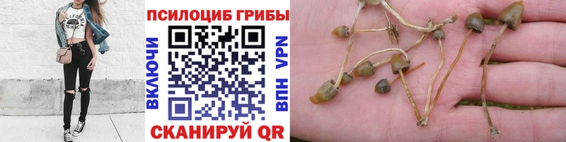 Псилоцибиновые грибы Psilocybine cubensis  Купить  Чистополь 